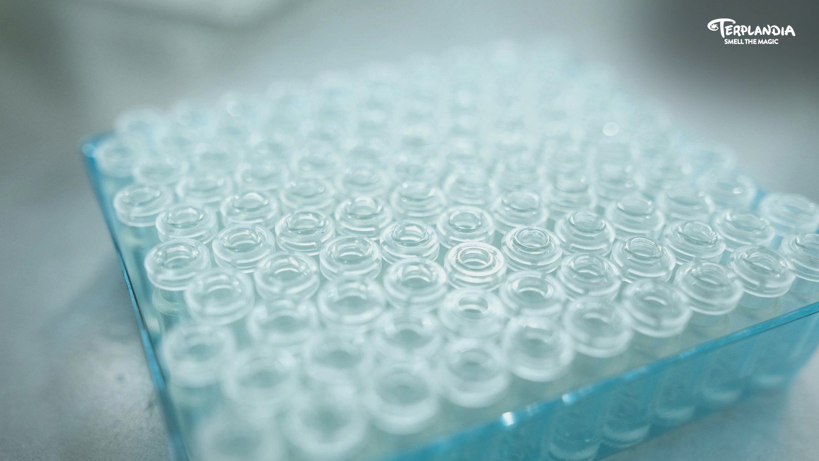 Terpene profile samples being tested across different commercial product matrices.
